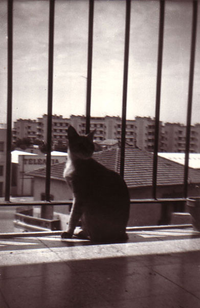MON PETIT CHAT